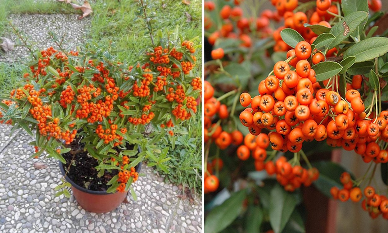 Кустарник пираканта красная