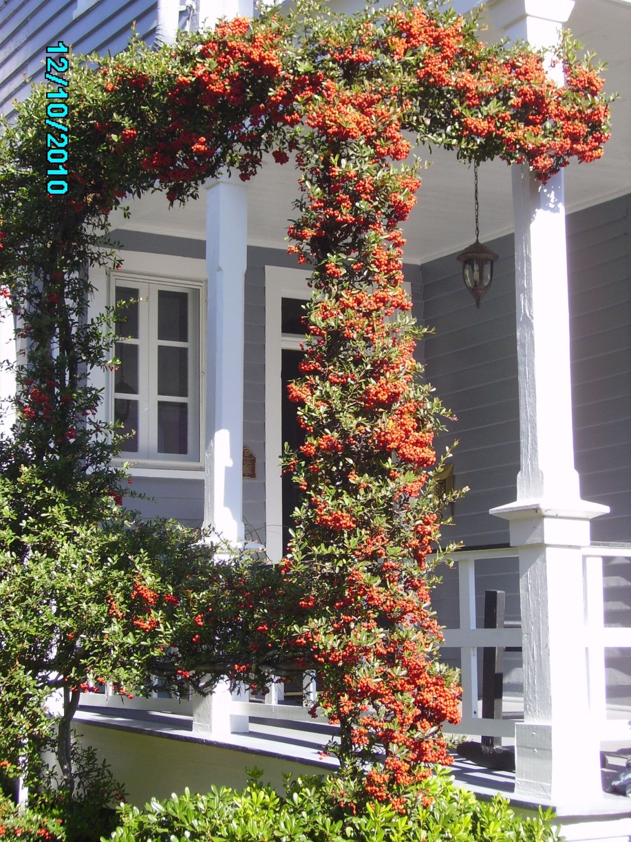 Пираканта намандор