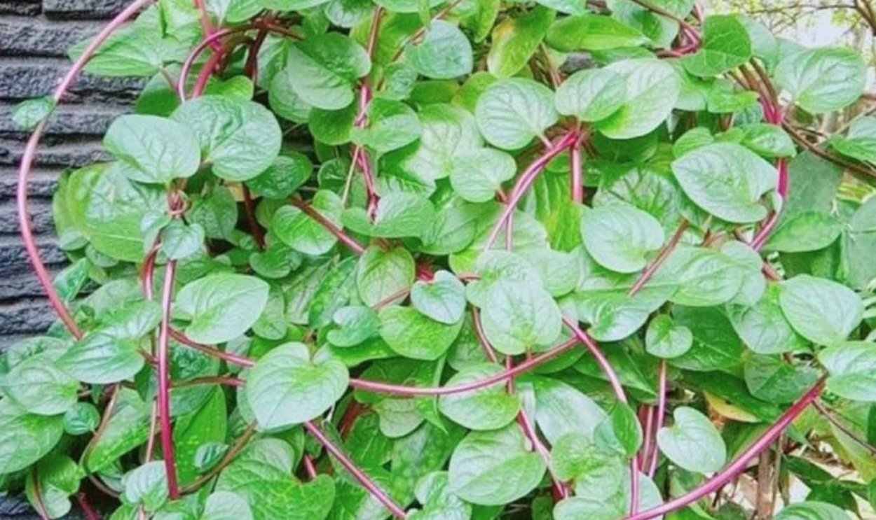 Анредера сердцелистная