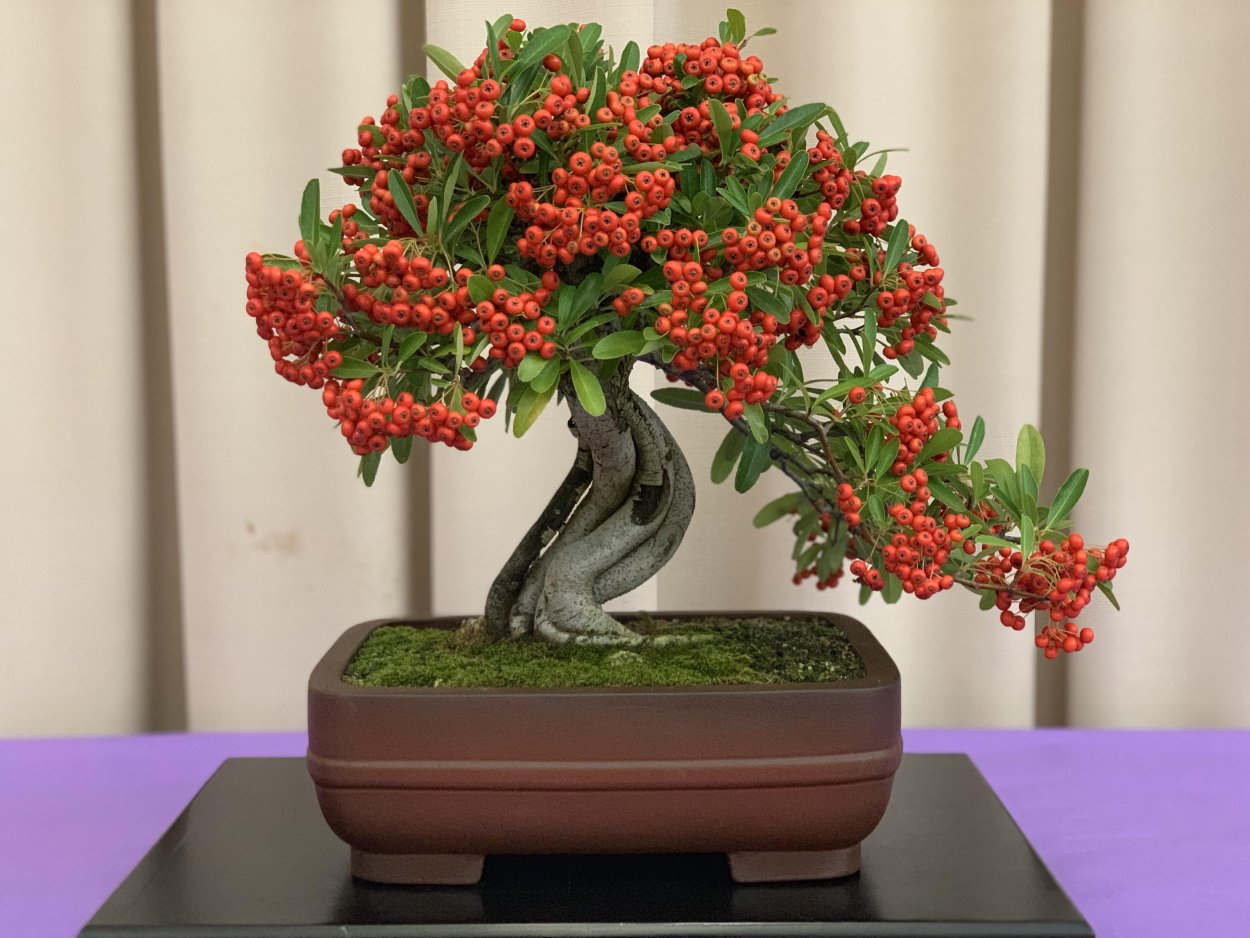 Пираканта Ангустифолия