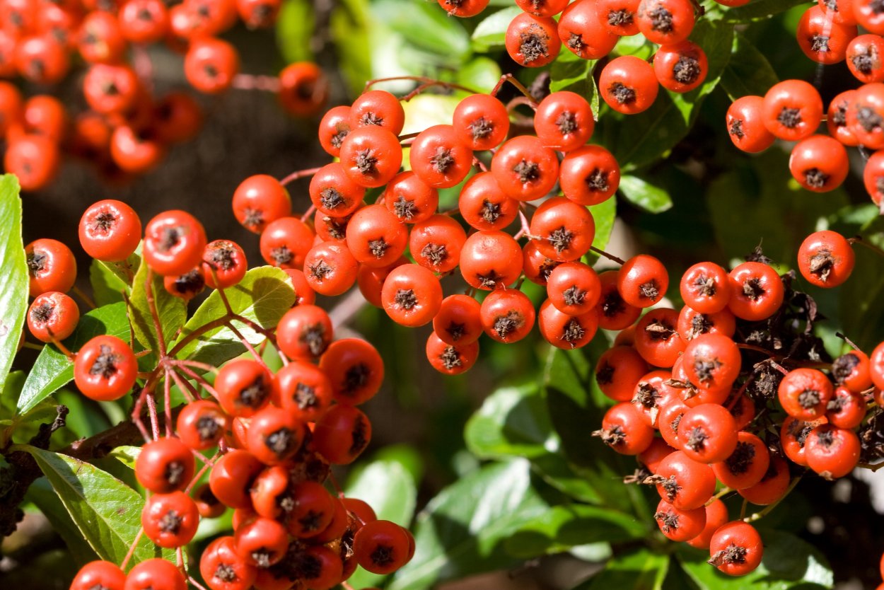 Пираканта ягоды