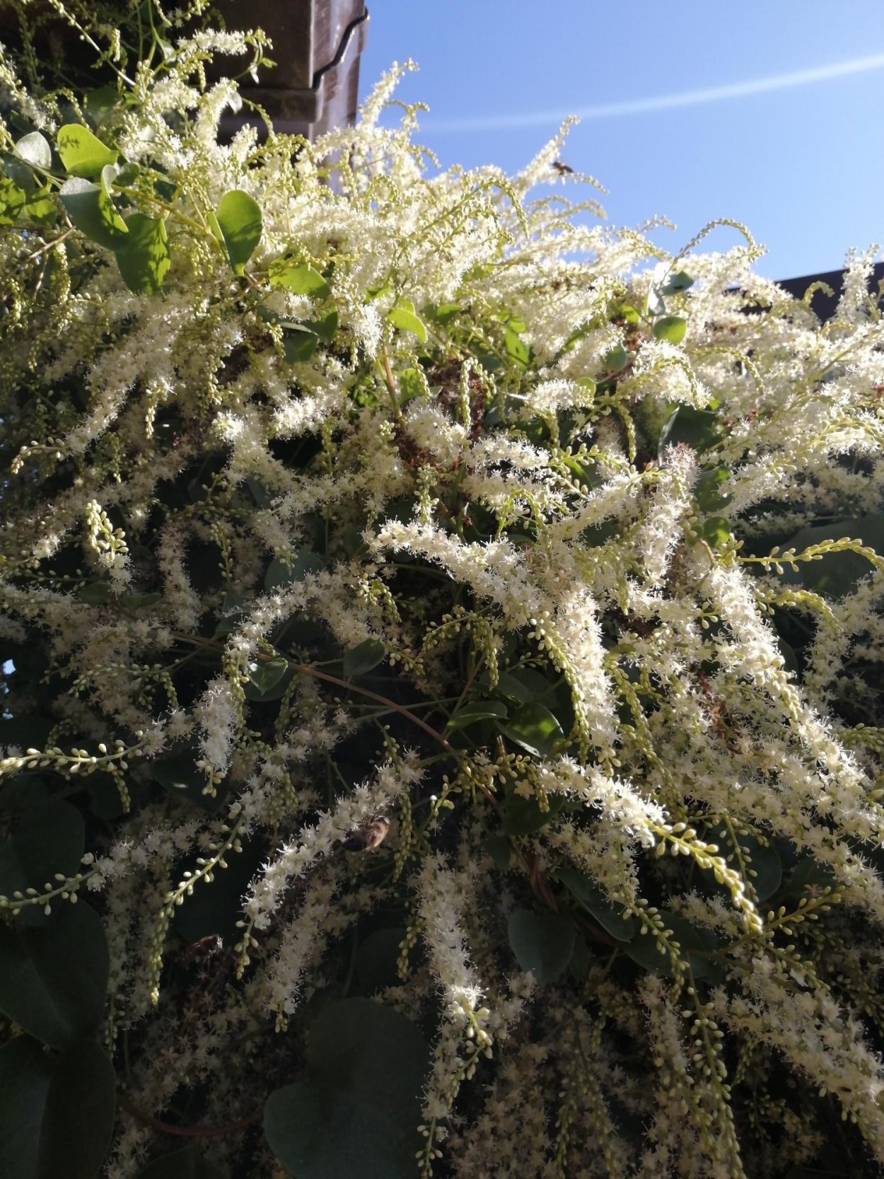 Цветок анредера комнатный