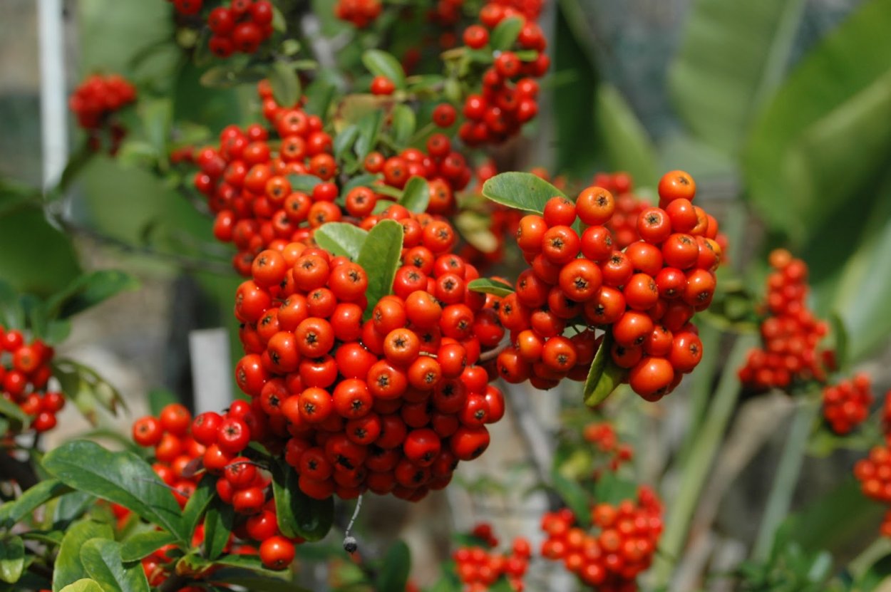 Пираканта осенью фото