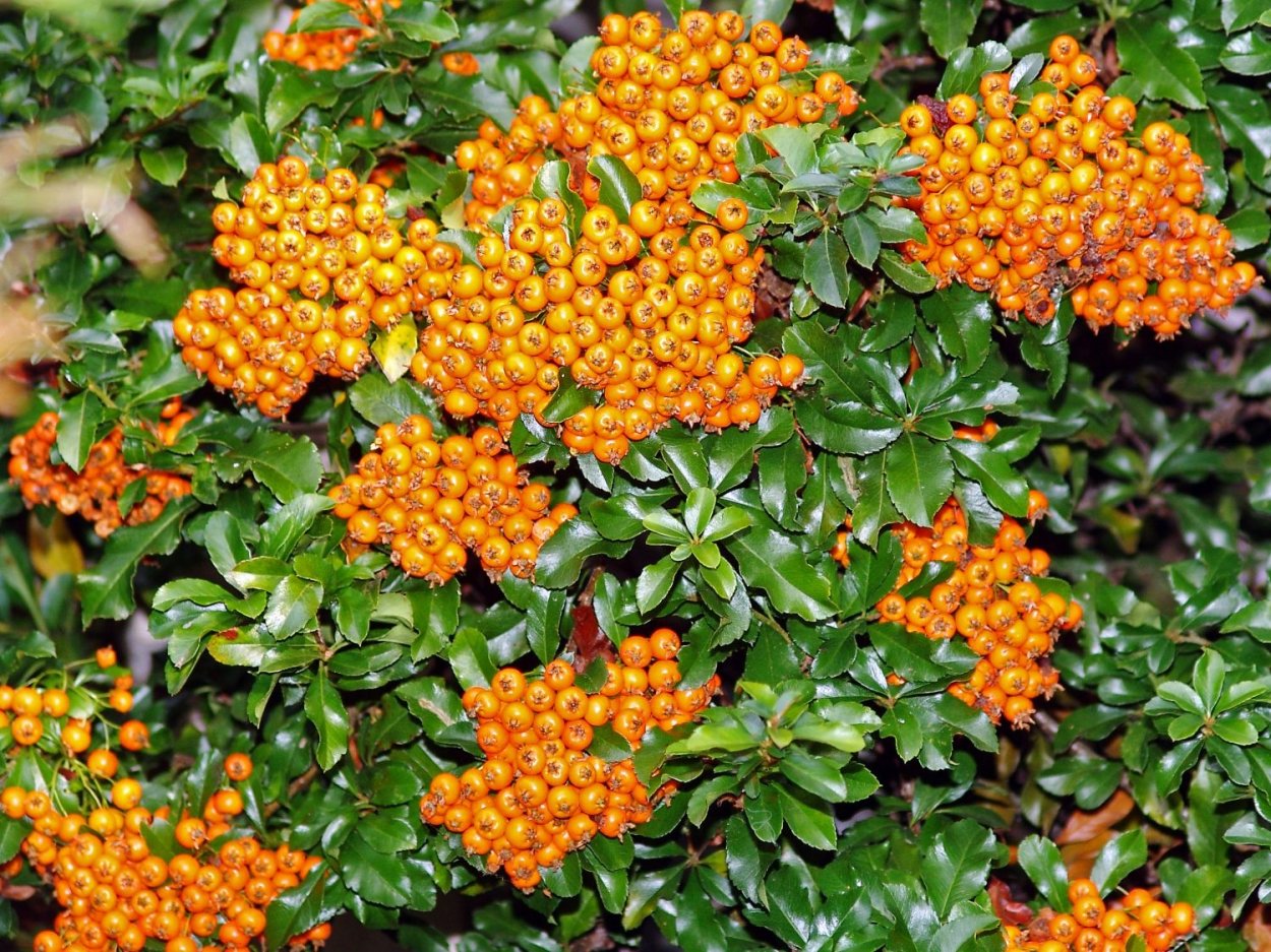 Пираканта Тетон