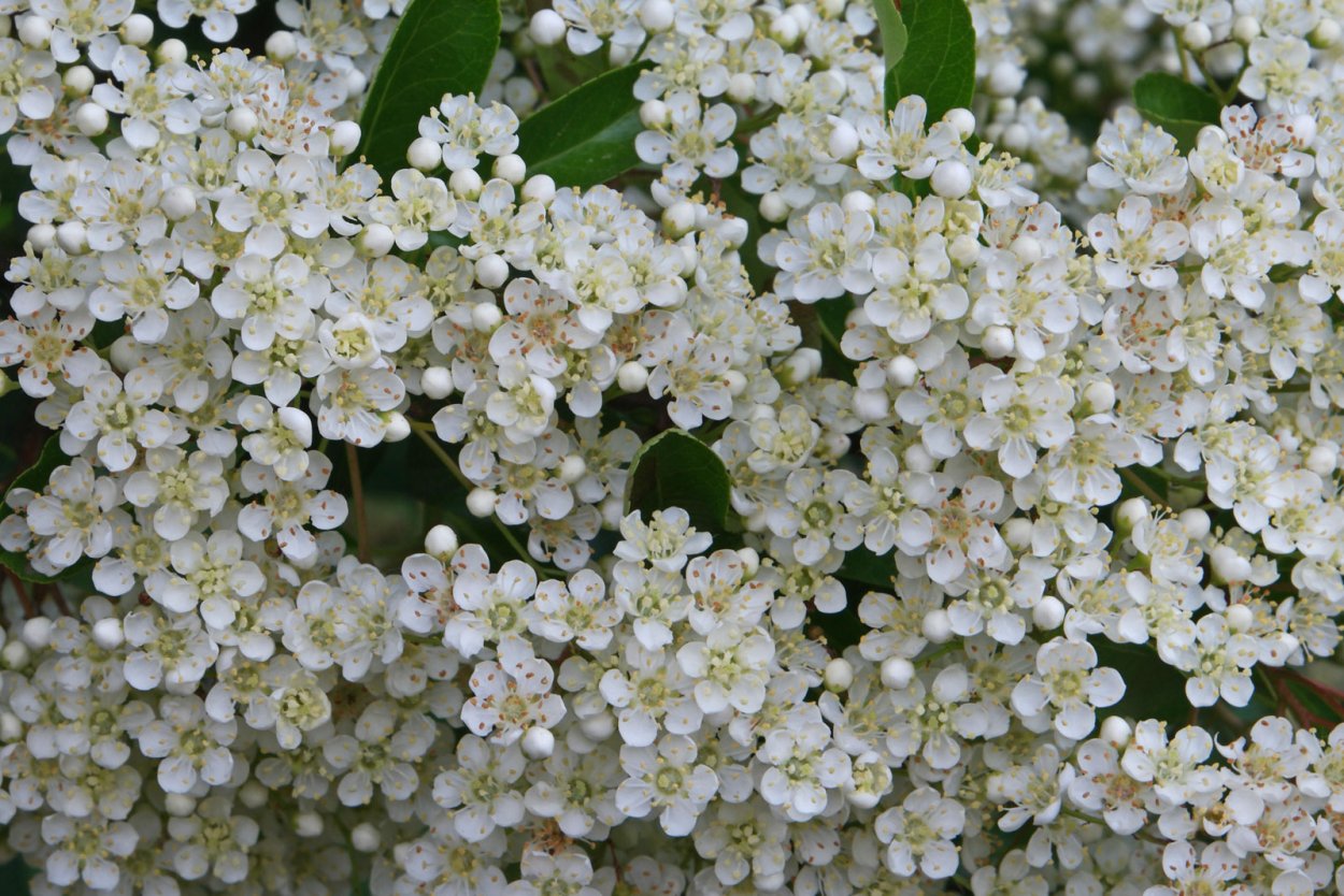 Пираканта шарлаховая