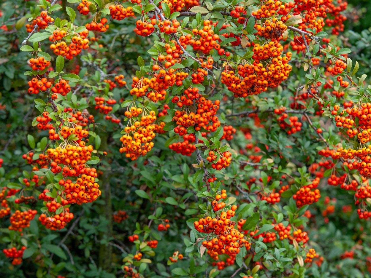 Пираканта Тетон