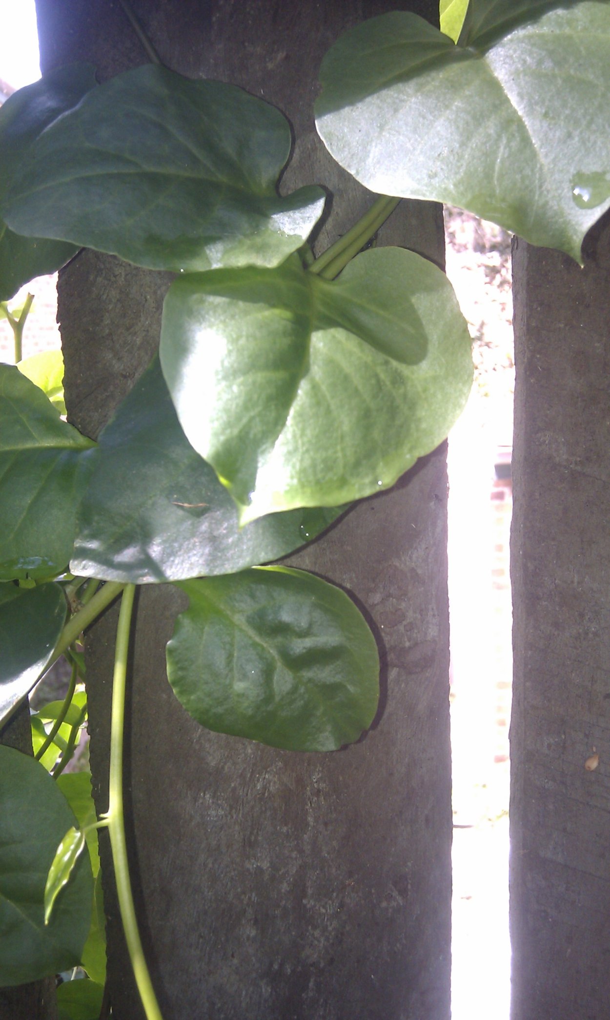 Tillandsia usneoides Тилландсия уснеевидная