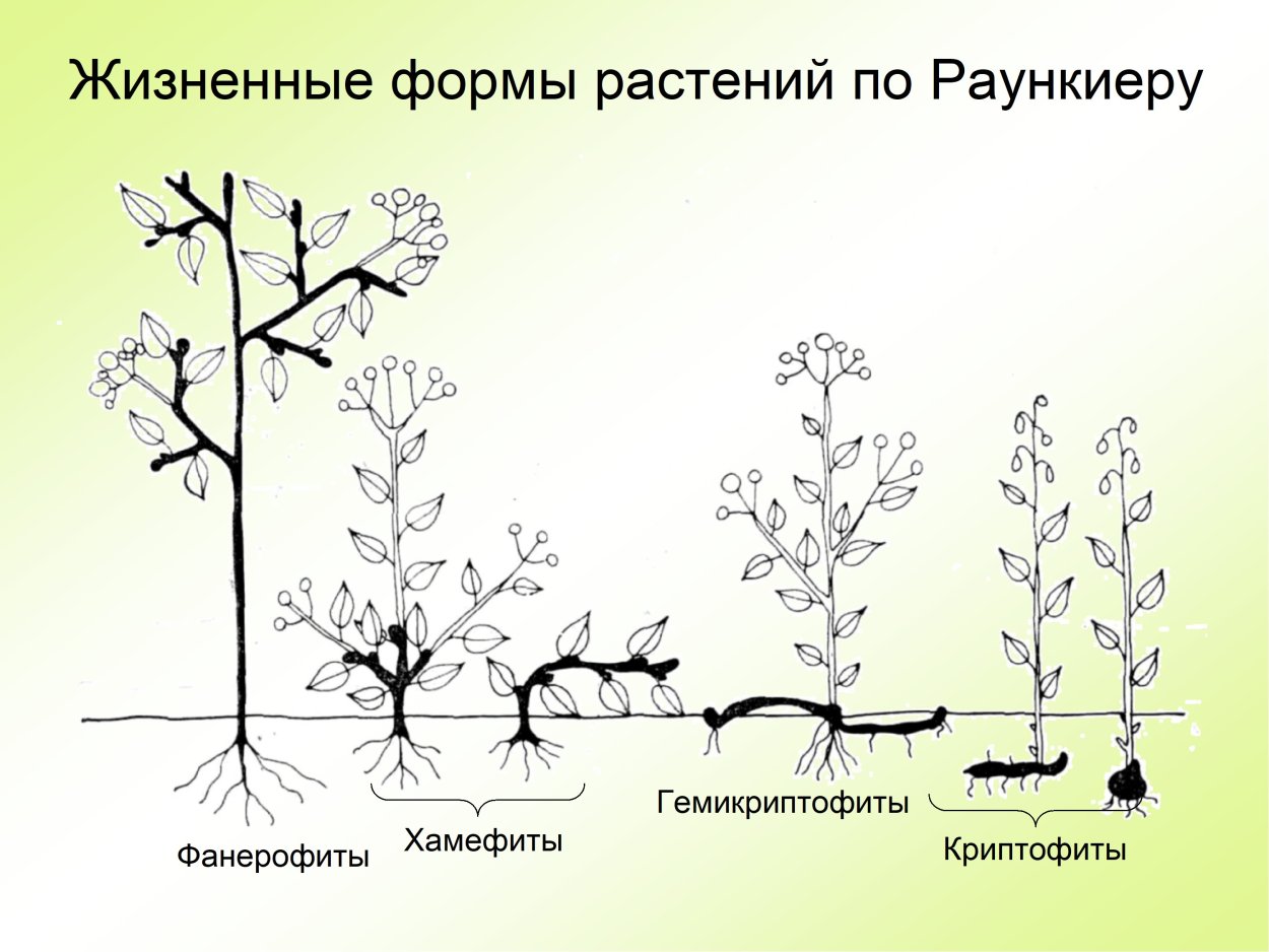 Примеры жизненных форм