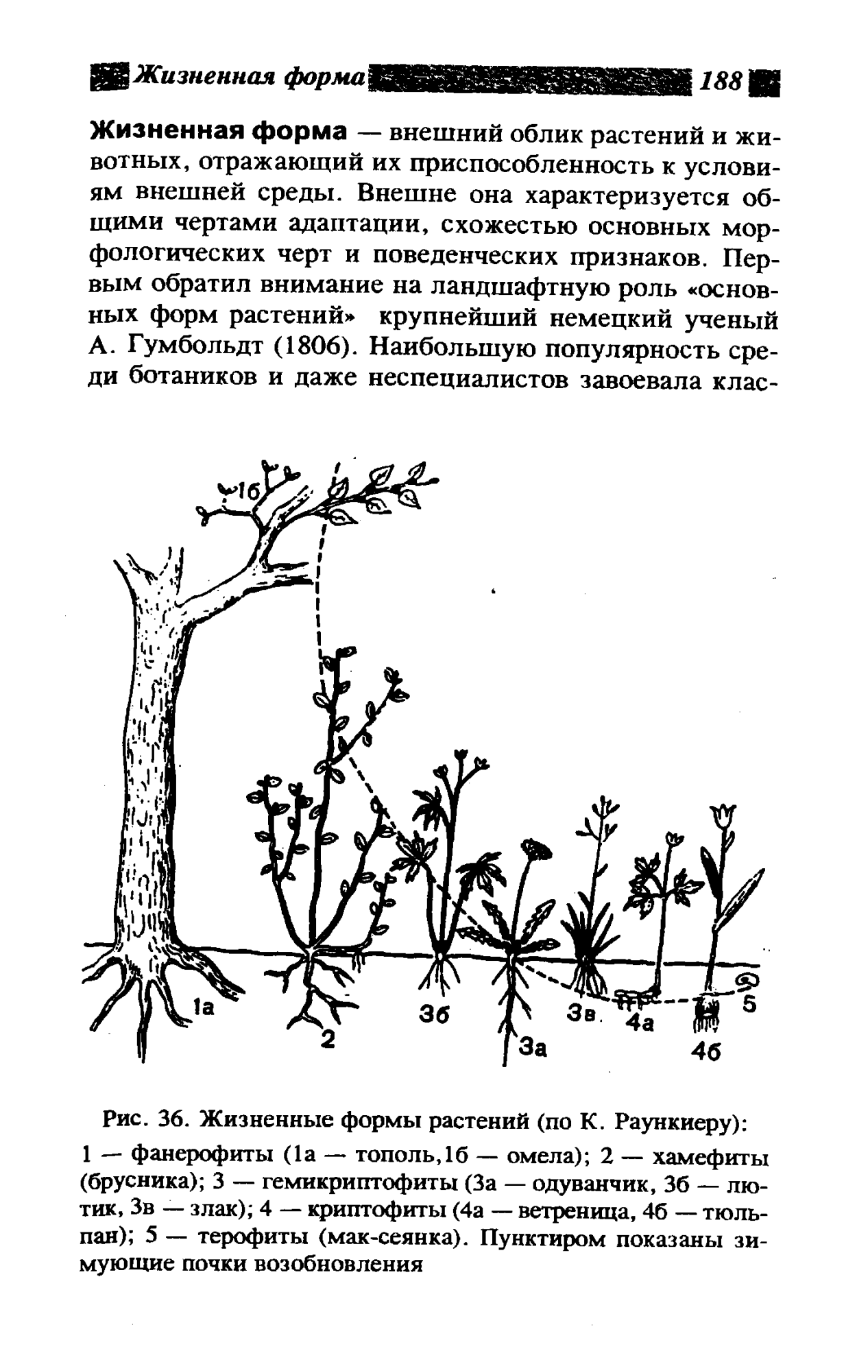 Растения тундры брусника