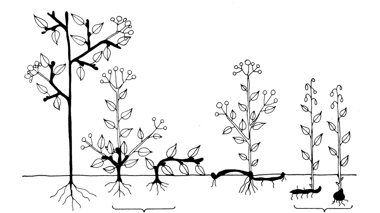 Черника миртолистная