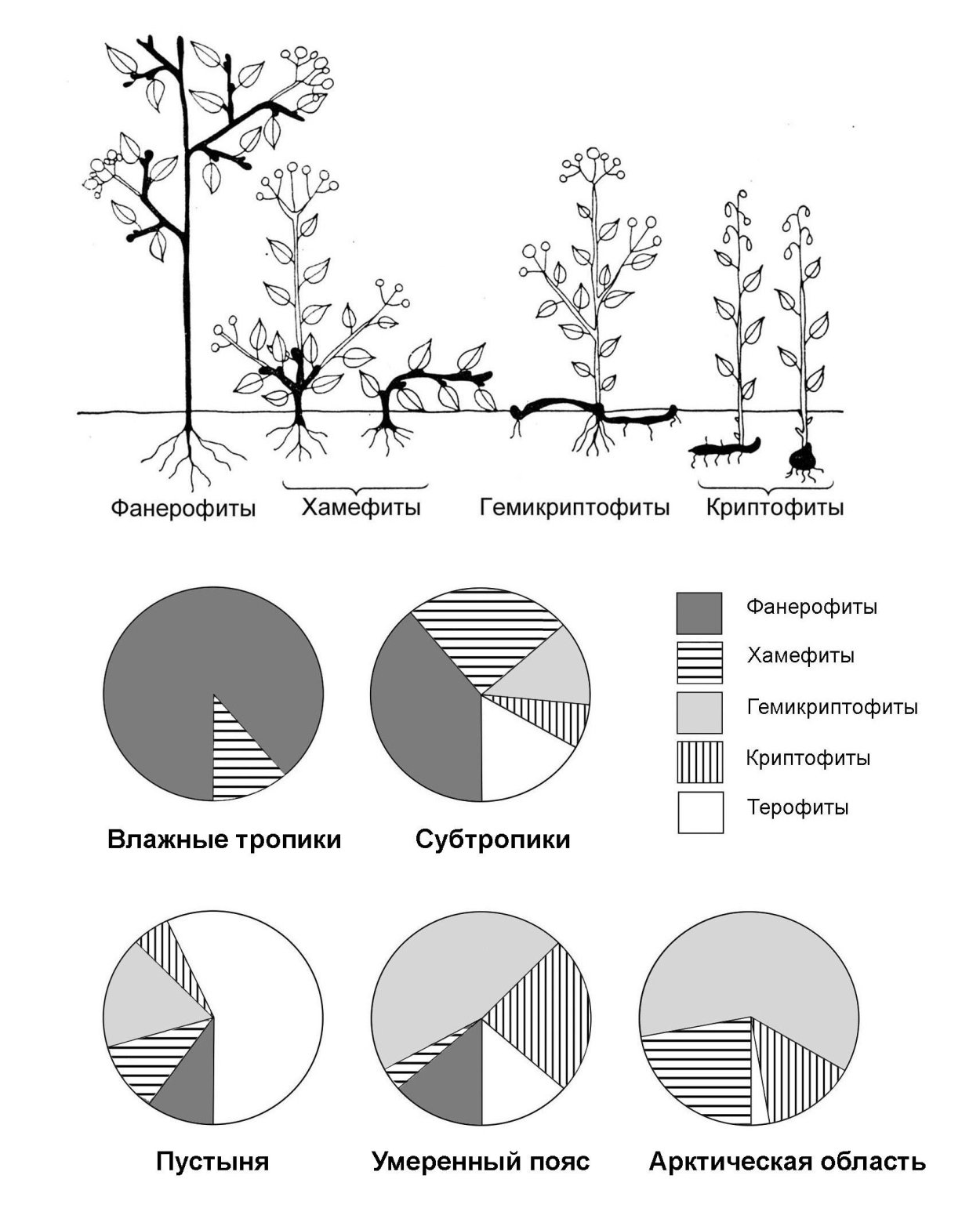 Классификация жизненных форм Раункиера