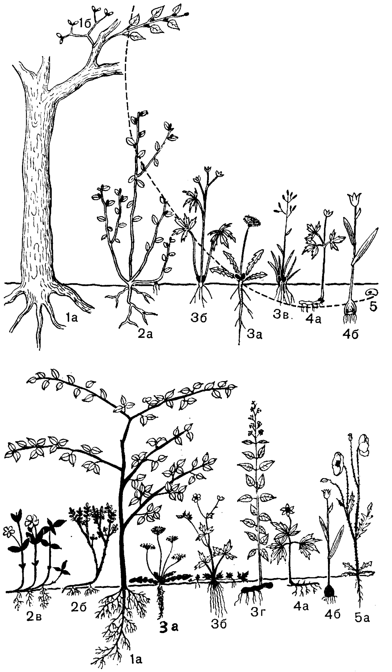 Зопник клубненосный жизненная форма по Раункиеру