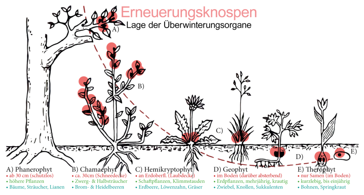 Черника брусника голубика Вереск