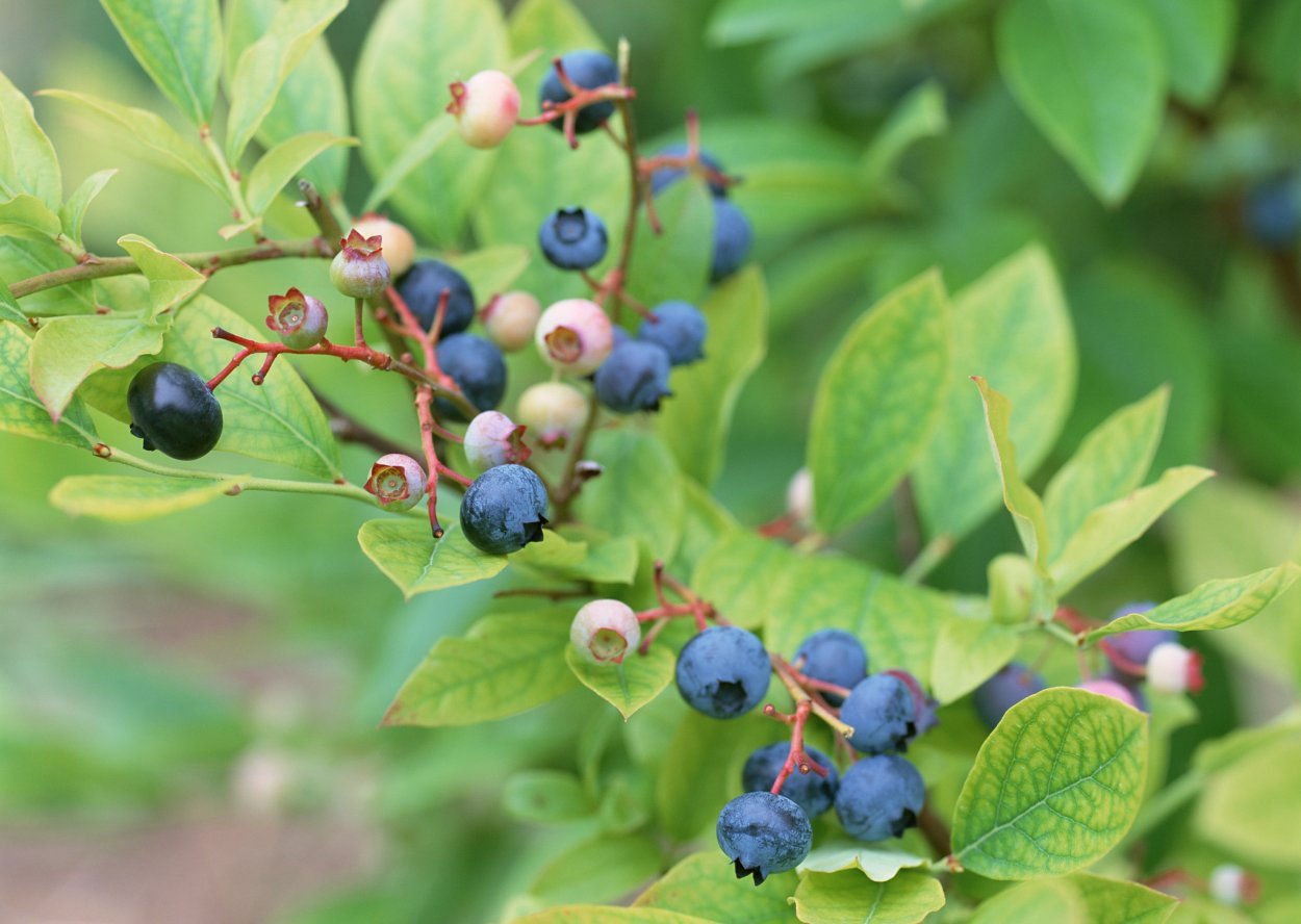 Жизненные формы растений криптофит