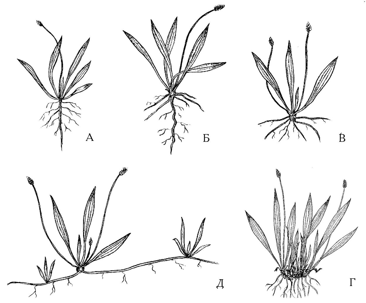 Тис ягодный кавказский заповедник