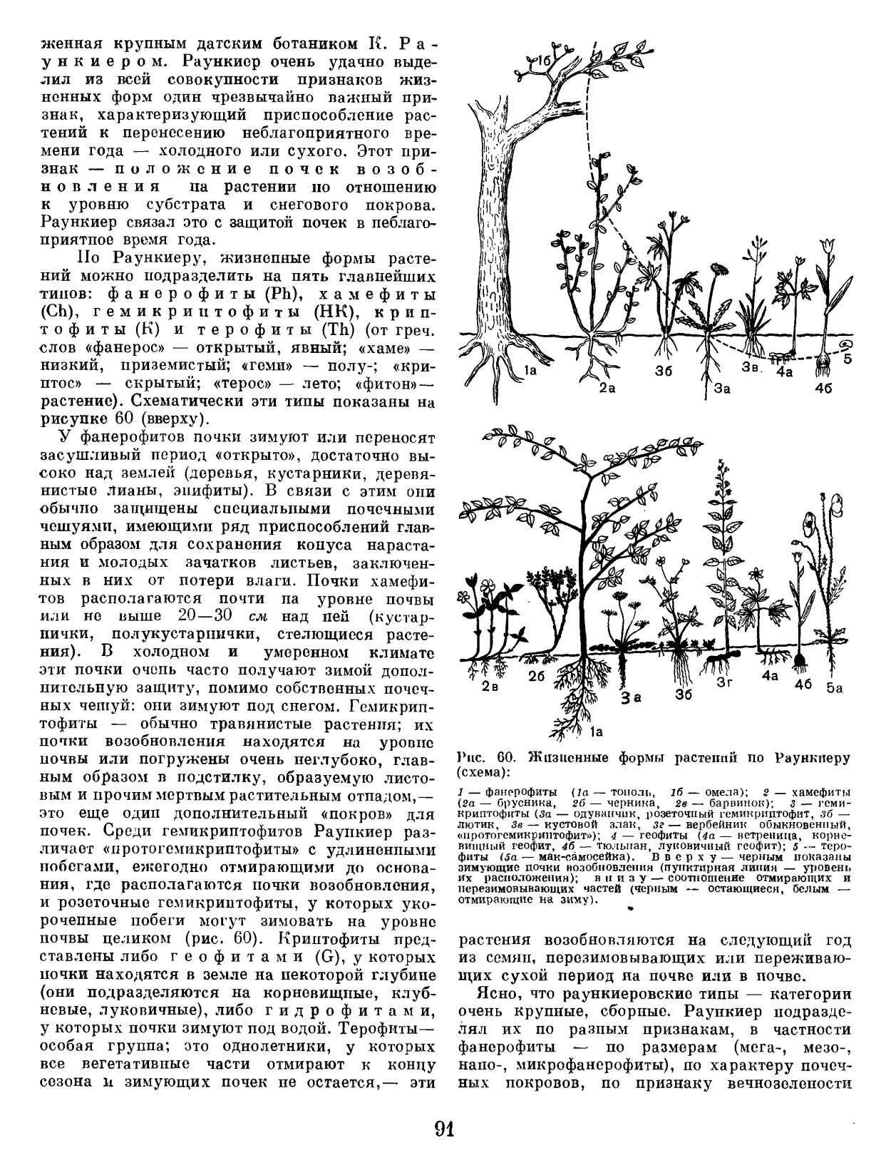 Серебряков жизненные формы растений