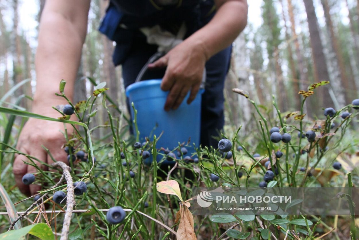 Приспособления светолюбивых растений