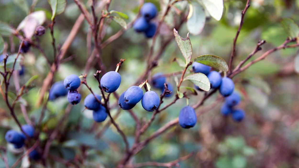 Красная голубика