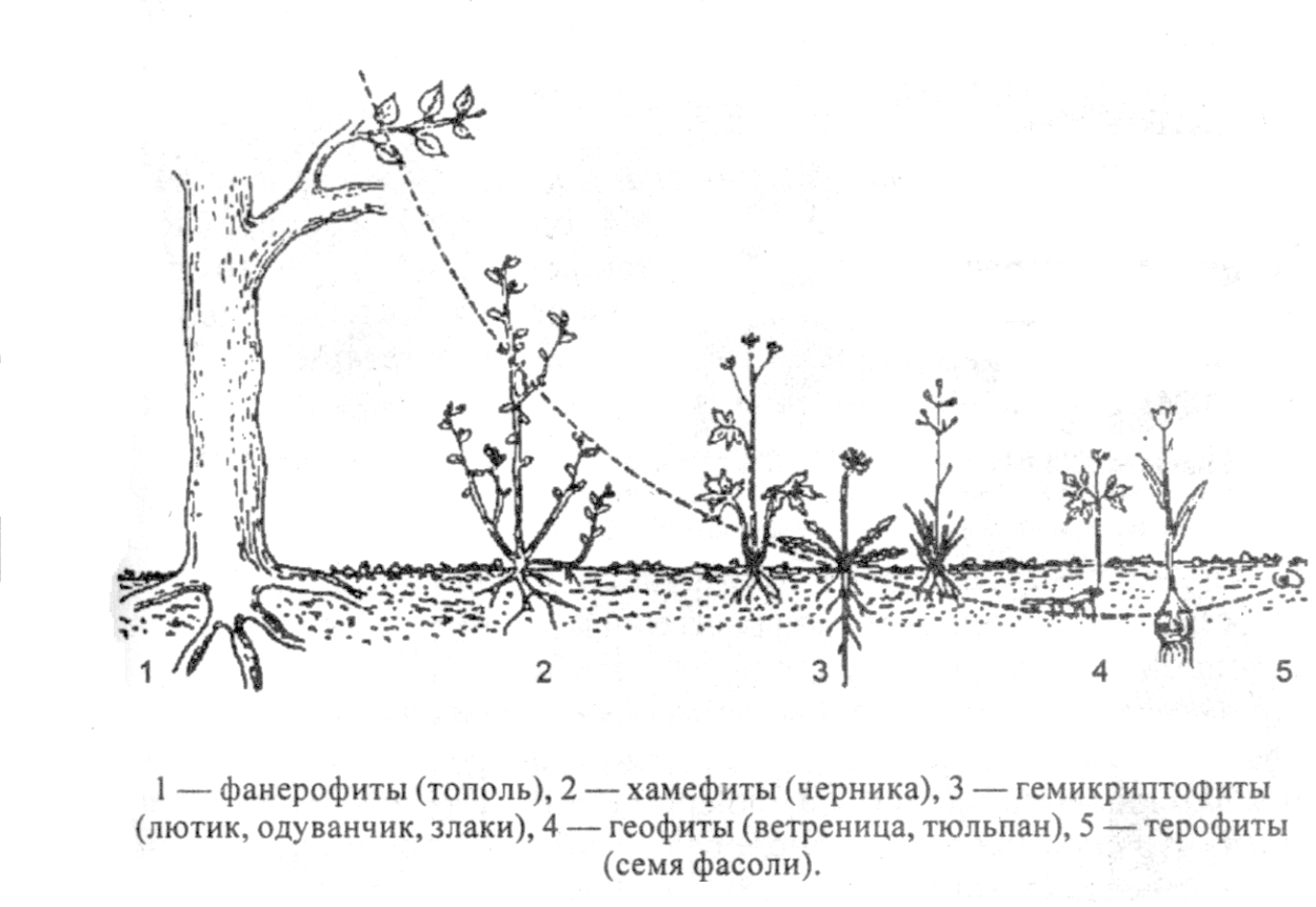 Черника обыкновенная ГФ