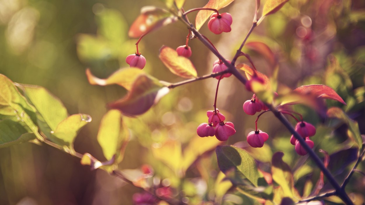 Полевые цветы