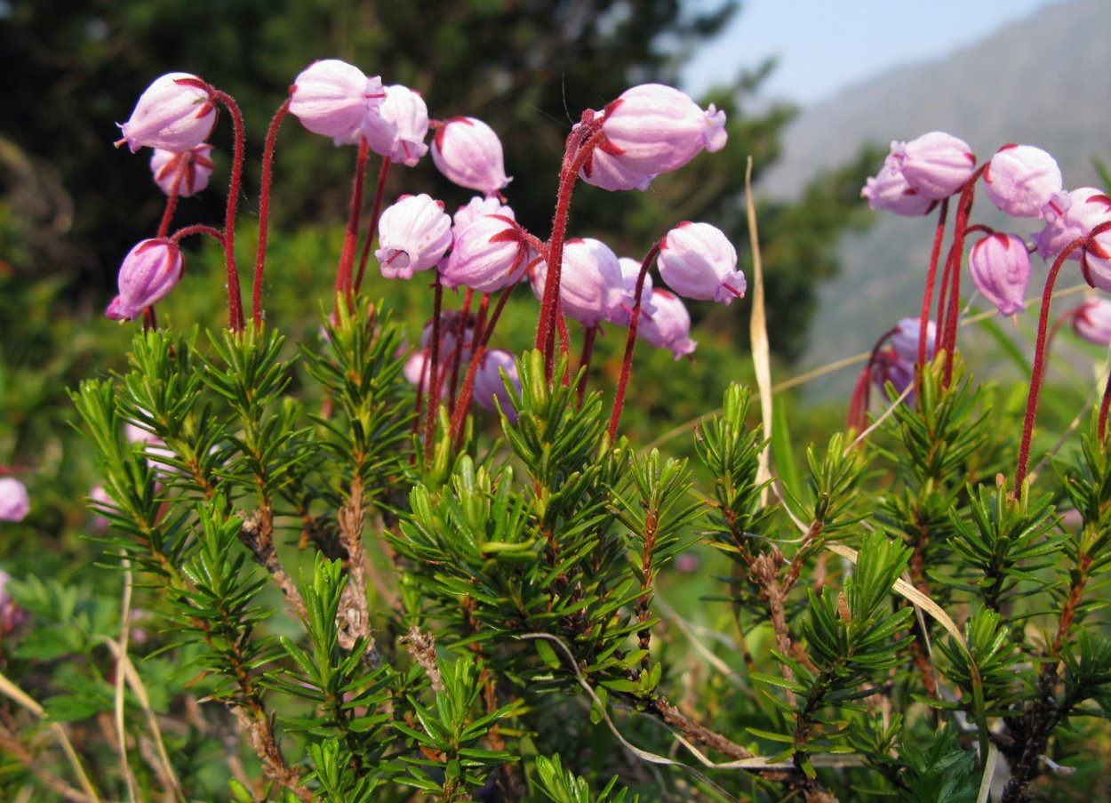 Пастушья сумка терофиты