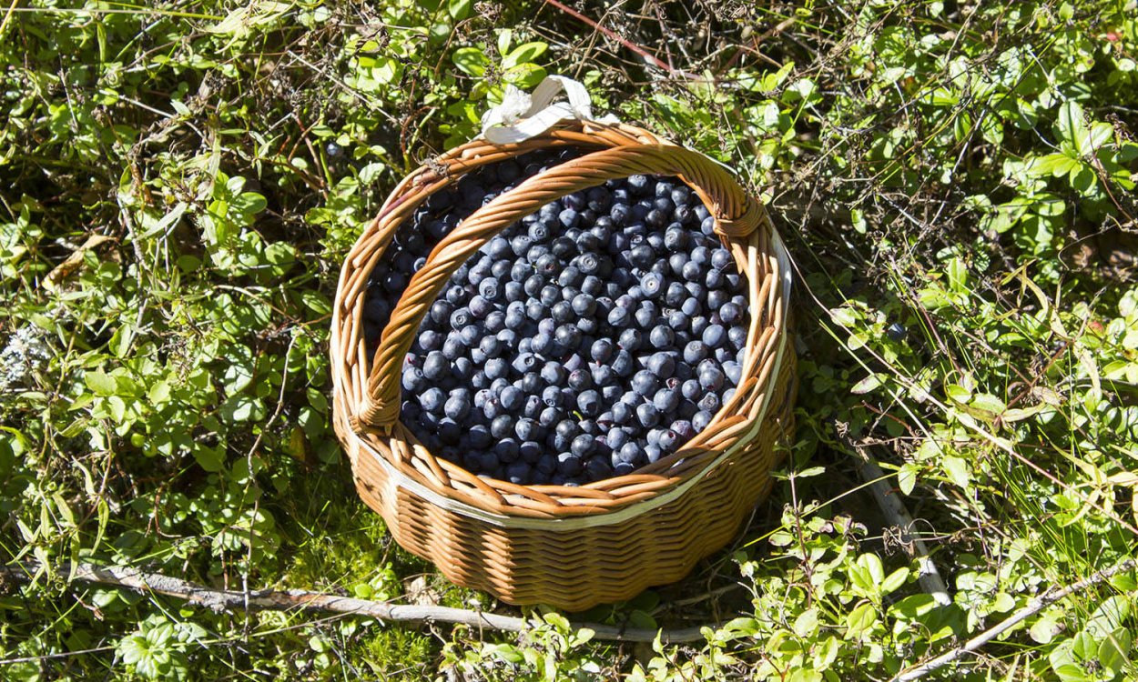 Сложный дихазий соцветие