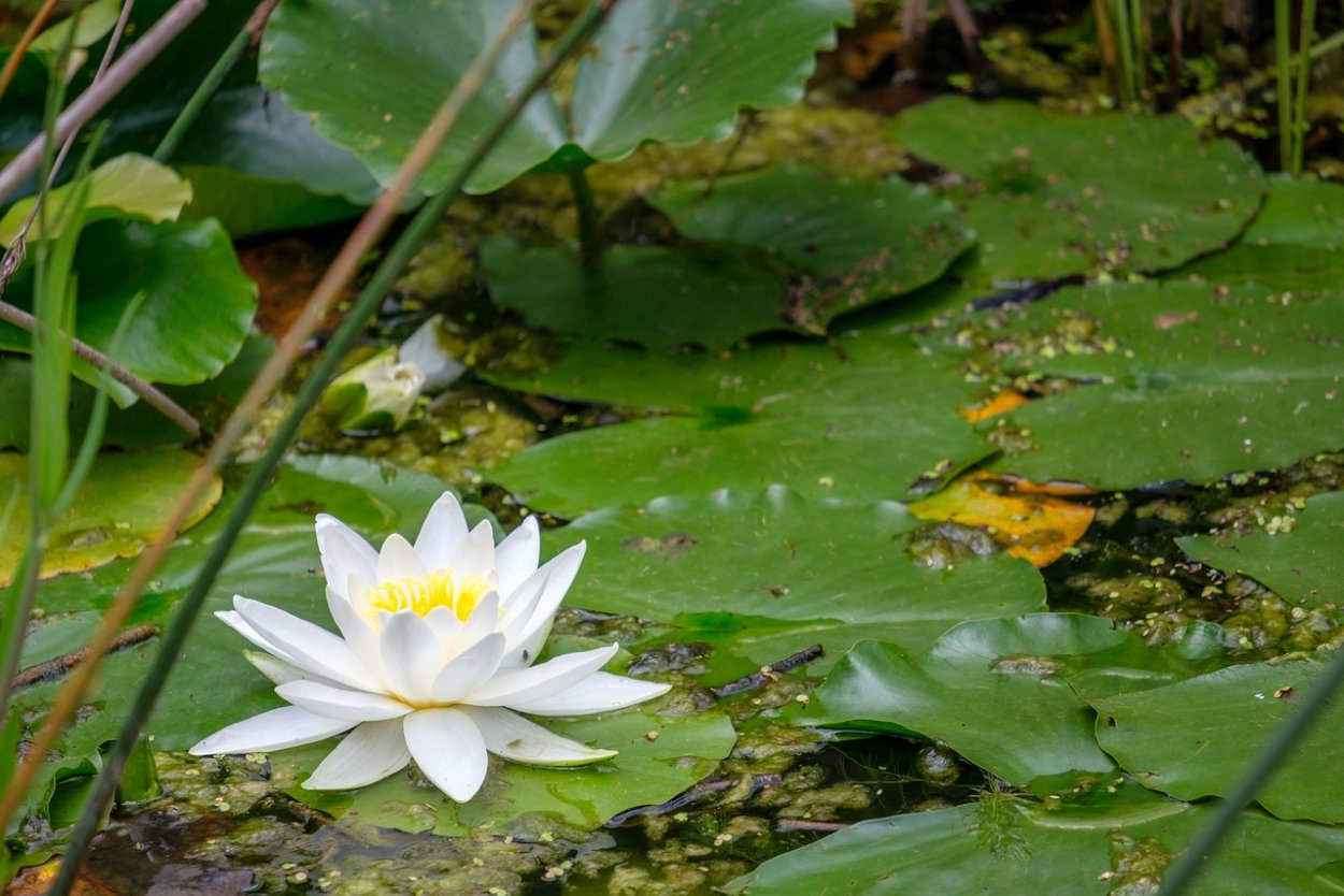 Кувшинка кубышка