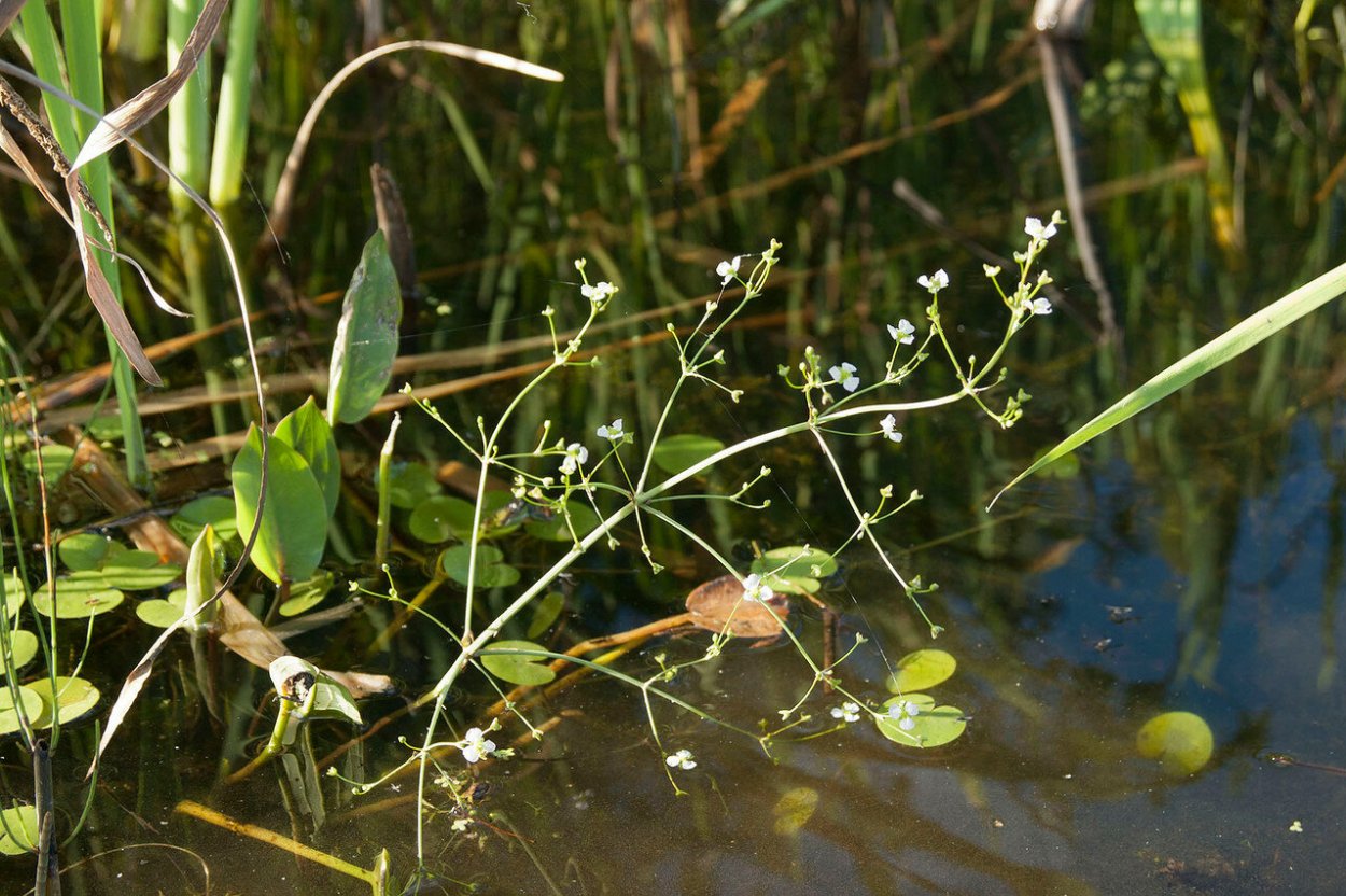 Частуха Болотная
