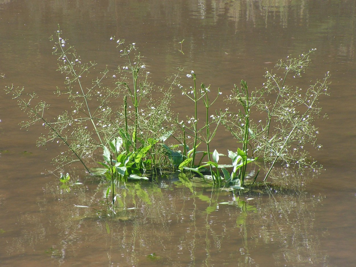 Кувшинка четырехгранная (Nymphaea Tetragona)