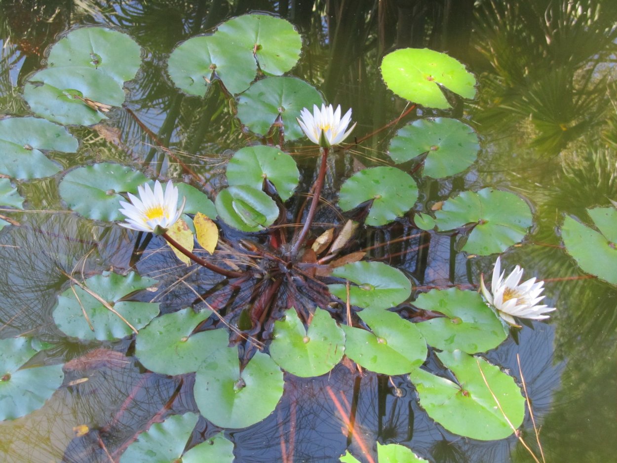 Гидрофиты стрелолист