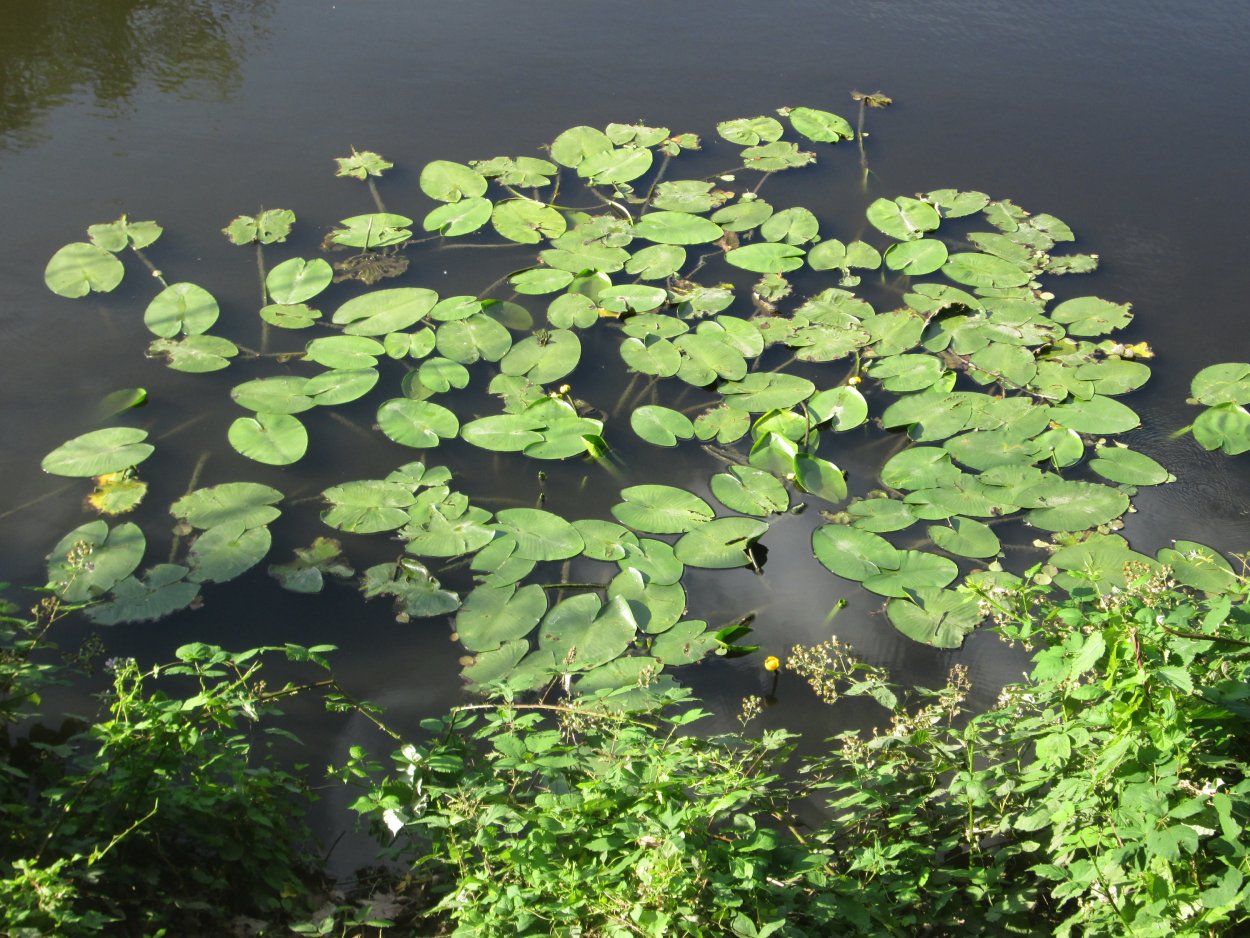 Рогоз камыш тростник стрелолист