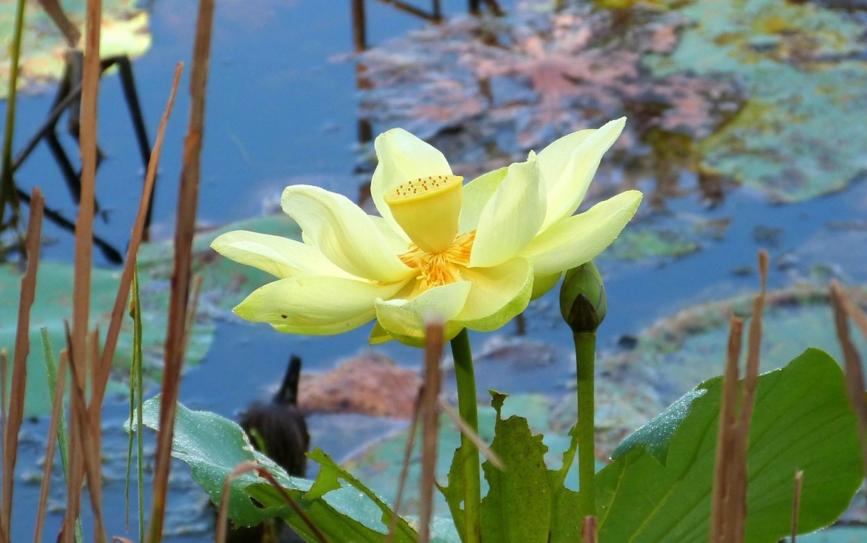 Лютик Водный Ranunculus aquatilis