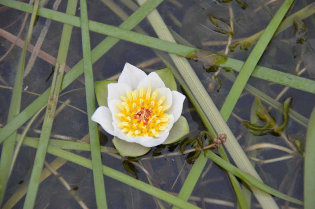 Купальница водяная