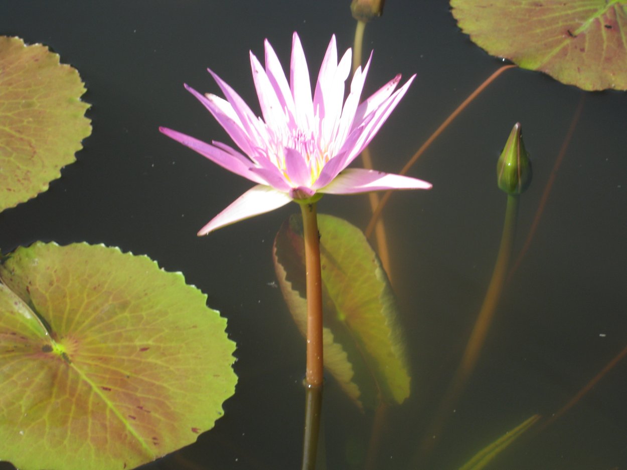 Акватика цветок