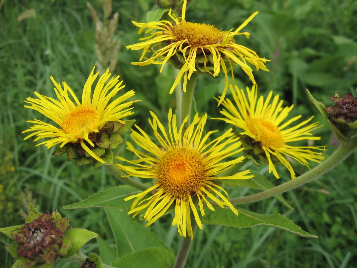 Девясил Сибирский Луговой