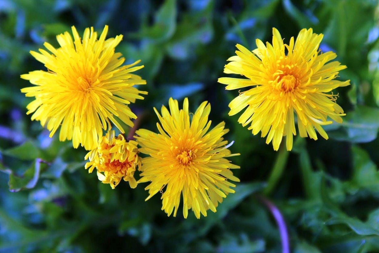 Одуванчик лекарственный – Taraxacum officinale
