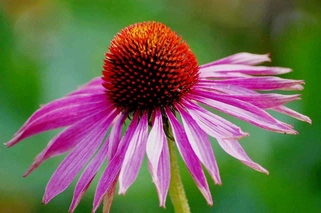 Эхинацея пурпурная растение