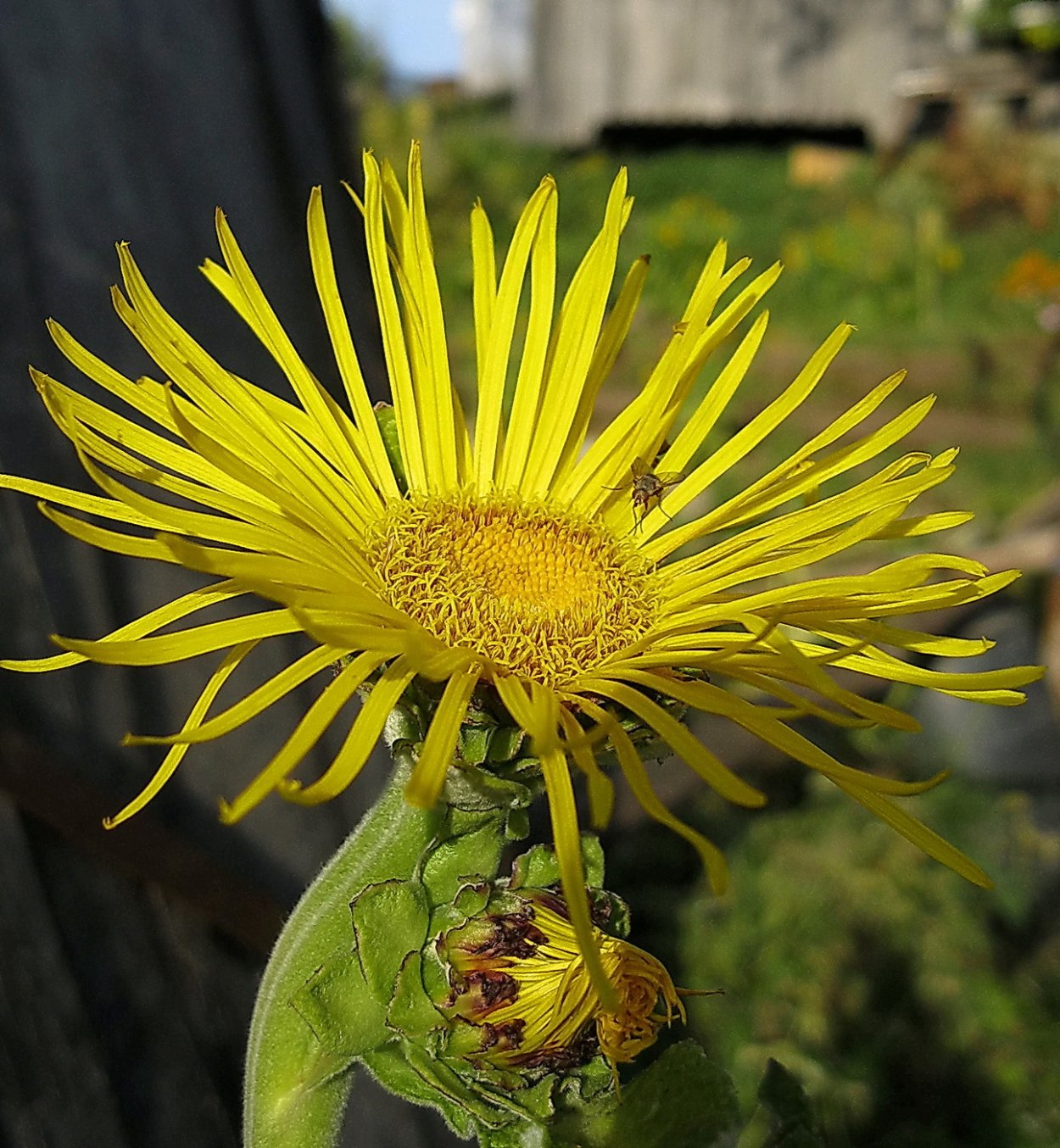 Девясил цветок