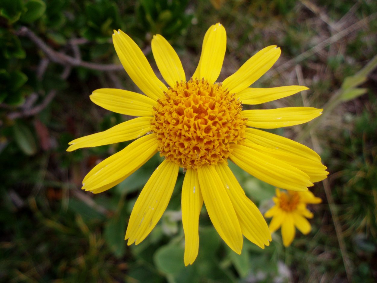 Лекарственное растение Рома