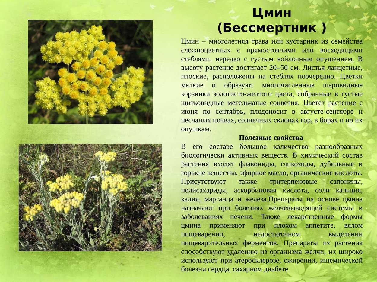 Лекарственные растения семейства Астровые цмин