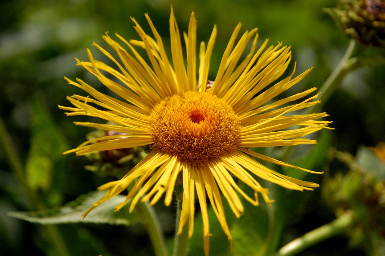 Амброзия карантинный сорняк