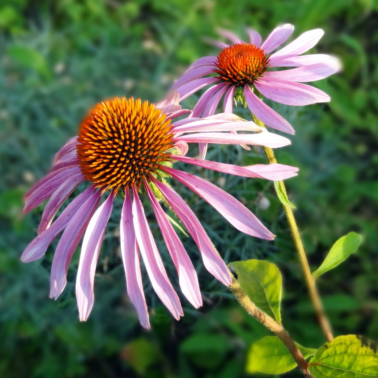 Эхинацея пурпурная трава