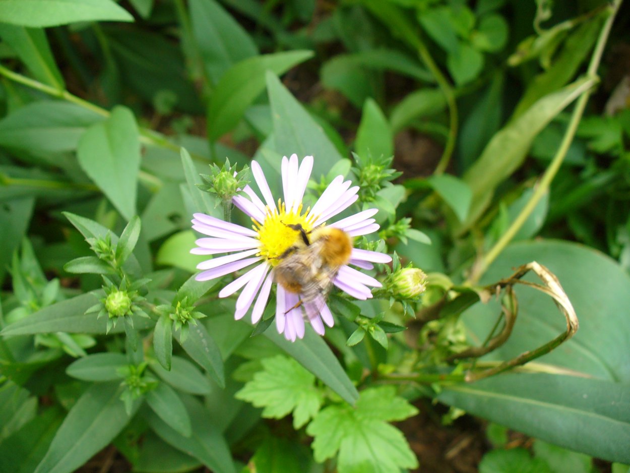Пижма девясил тысячелистник володушка