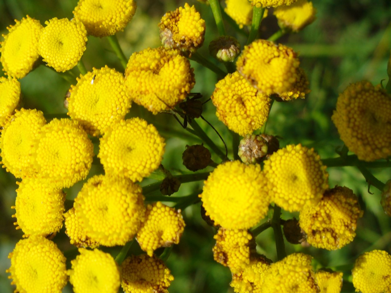 Тысячелистник строение цветка схема