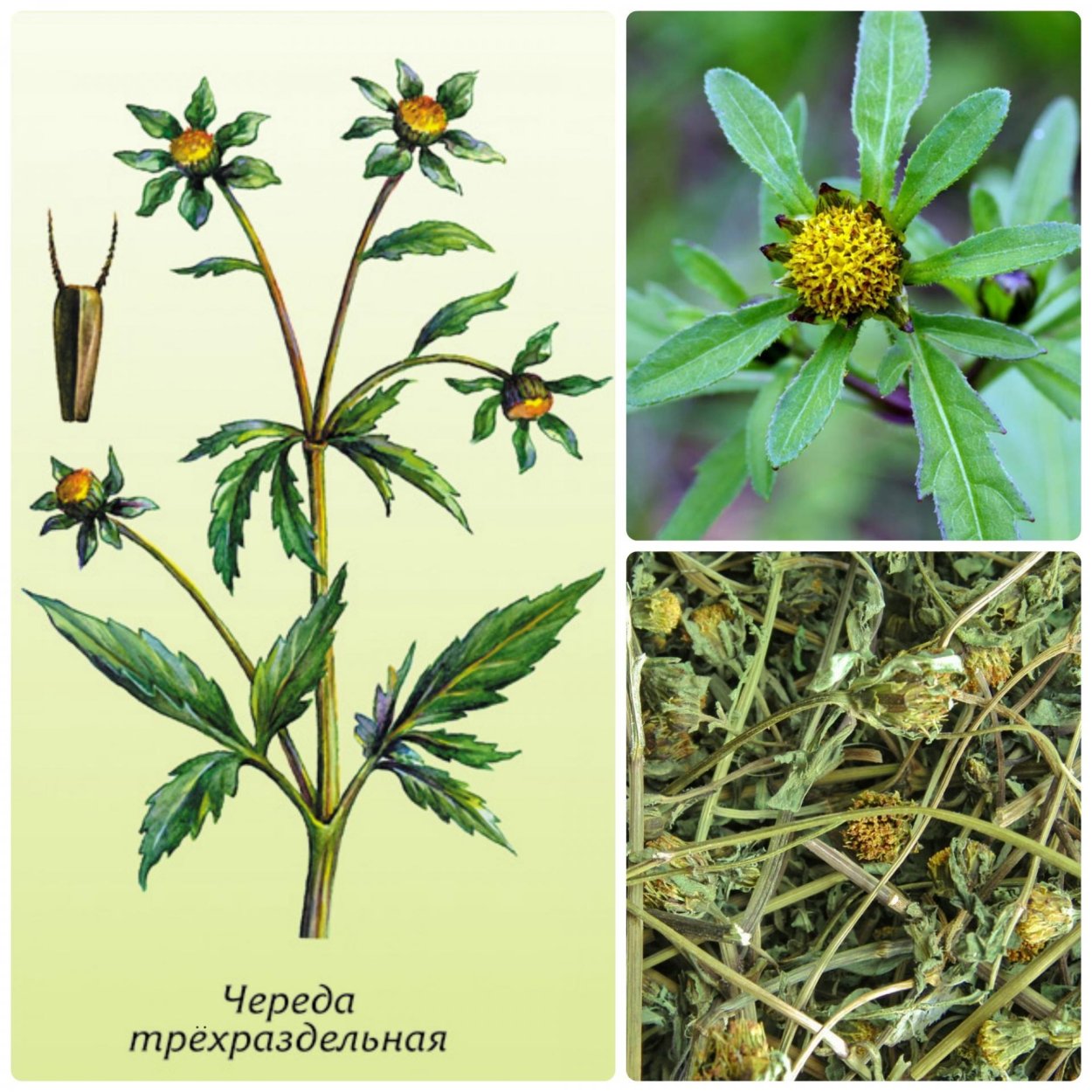Череда трехраздельная (Bidens tripartita)