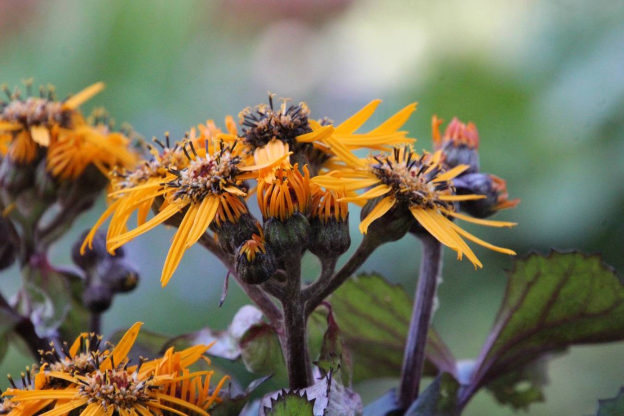 Лекарственные растения для детей дошкольников