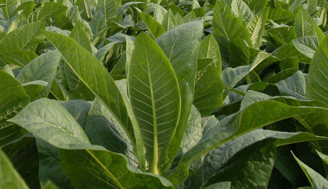 Растение Nicotiana tabacum