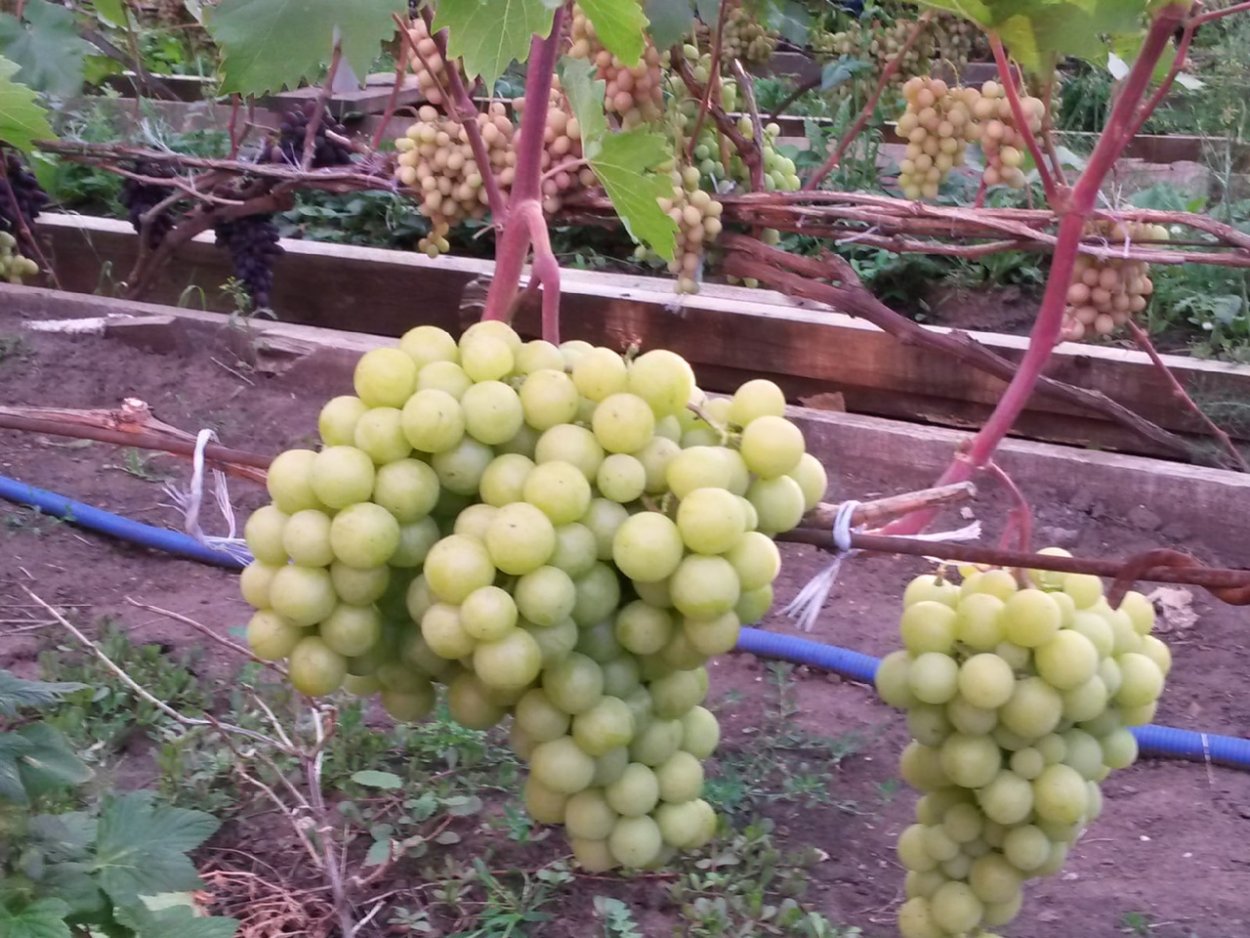 Виноград - Описание 27 Сортов с Фото и Характеристиками Grapes, Fruit, Garden