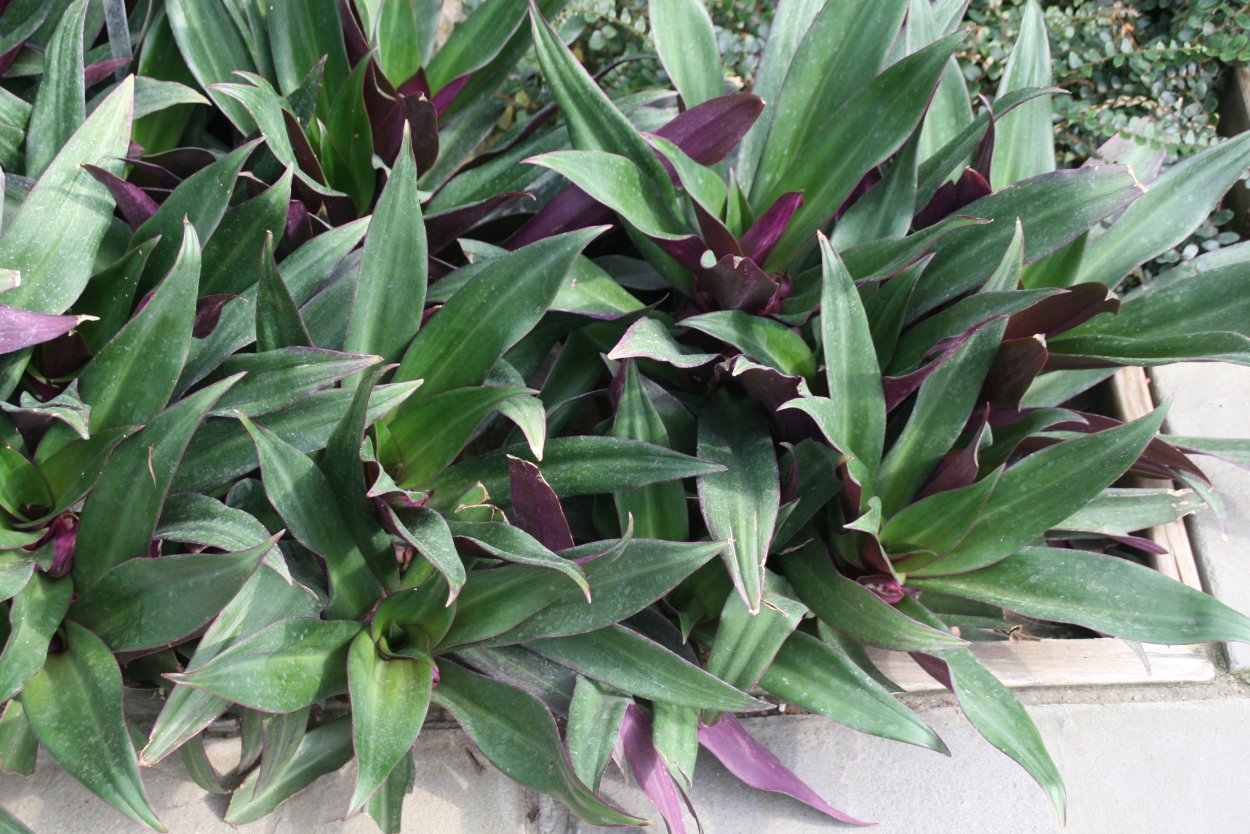 Болезни традесканции Рео