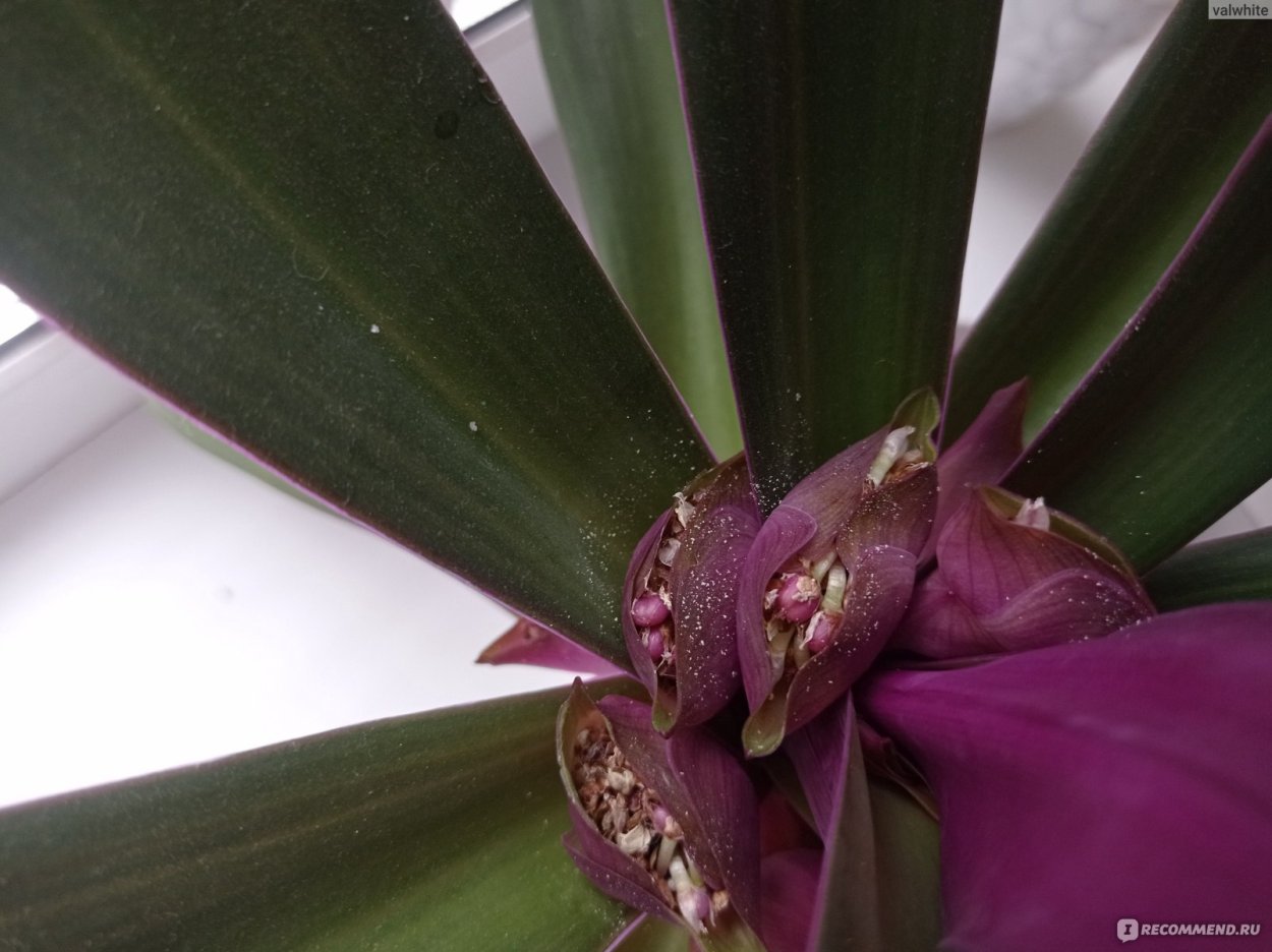 Рео покрывальчатое ядовитое?